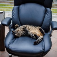 20年間「名誉町長」を務めた猫が築いた、温かいコミュニティ　米国