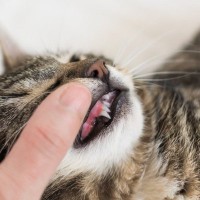 猫が『鉄分不足』になっている5つの兆候　予防するには何を気をつけるべき？