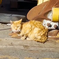 全身油まみれで『悲痛な表情をしていた猫』を保護したら…まるで別の猫生『劇的すぎるビフォーアフター』に感動「うれしくて涙」「まさに大逆転」