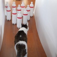 『高難易度』ペットボトルを設置して『猫ボウリング』に挑戦した結果…まさかの結末に爆笑の声「ボーリングを理解してるｗ」「面白い試み」