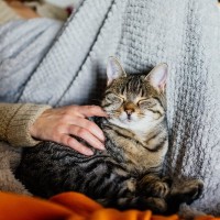 猫の気持ちは『眠る位置』からもわかる！3つの場所別に解説　足元と顔のそばでは信頼度が違う？
