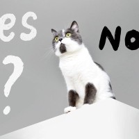 猫が『絶対に譲りたくにゃい』と思っている3つのこと　猫たちにもこだわりの気持ちがあった！