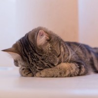 猫の愛らしい『ごめん寝』不思議な寝姿をする4つのワケ　どうして苦しくならないの？