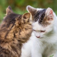 猫社会で密かに共有されている『暗黙のルール』6つ　挨拶やケンカ…猫流の世渡り術とは