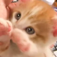 ミルクを飲み終えて満足そうな子猫→飼い主さんの手の中で見せた『無邪気な姿』が悶絶必至と45万再生「きゅるんきゅるん」「可愛すぎて凄い」