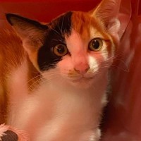 『3万分の1の確率!?』保護した猫の性別を確認した結果…奇跡的な出会いが凄すぎると42万再生「都市伝説だと思ってた」「初めて見た」