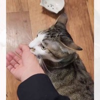 『ママ、こっちに来て』猫に引っ張られてついていくと…涙腺崩壊必至の『愛おしい光景』が206万再生「側にいて欲しかったんだね」「素敵」