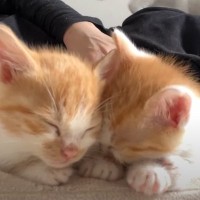 ブチ切れていた保護子猫たちが人に慣れた結果…あまりにも『尊すぎる光景』に悶絶する人続出「大渋滞で羨ましい」「同じ子とは思えない」