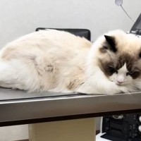 動物病院で飼い主さんを睨んでいた猫→『先生が来た』次の瞬間…もはや別猫レベルの『豹変ぶり』が75万再生「覚えてろよの目ｗ」「ガチで草」