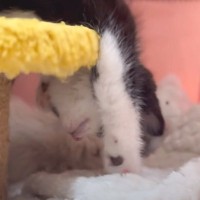 保護６日目→遊び疲れた赤ちゃん猫が……まさかの『衝撃の寝相』が面白すぎると3万4000再生「どうしてｗ」「大物の予感」