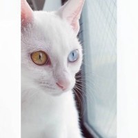 『お家にやって来たときはガリガリだった保護猫→２年後になると……』感動のビフォーアフターが11万再生！「更に可愛くなった」「神々しい」