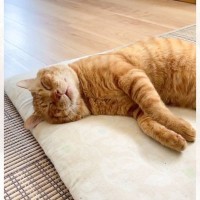 爆睡していた猫が『ハッ！』っと起きた次の瞬間…『仕事だと思ったら休みだった時』みたいな反応に大爆笑「わかるｗ」「人間味満載すぎる」