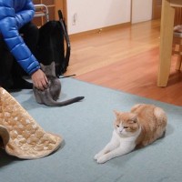 猫が大好きなママの後ろをついて回っていたら…『思わぬ悲劇にあう様子』が切なすぎると1万再生の反響「ニャーンが切ない」「健気だなぁ」