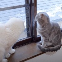 パパ猫が窓際でニャルソックをしていたら、子猫たちが…『大集合する様子』が可愛すぎると3万7000再生「すごく尊い」「本当に素敵」の声