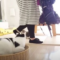 旅行の準備をするママ→行って欲しくない猫が…賢すぎる『妨害工作』が7.5万再生「阻止しようとしてる！？」「困るけど嬉しくなっちゃうｗ」