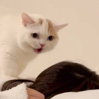 一休みしていたら、１秒でも早くごはんを食べたい猫が…まさかの『喋りだす光景』が189万再生「本当にごは～んってｗ」「言うてるｗ」と爆笑