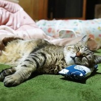 家猫歴1年の記念に『猫の一日のルーティン』を撮ってみたら…幸せすぎる光景が4万1000再生「何気ない日常が幸せ」「見てる私も至福」