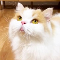 『病気で気が滅入った猫』飼い主さんと一緒に居たくて…尊すぎる『甘え方モード』が5.6万再生「浄化されました…」「ほんと可愛い」の声