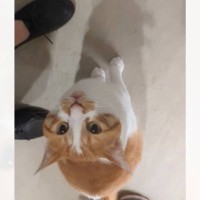 『旦那いわく、めっちゃ待ってたらしい…』ママが帰宅した瞬間、猫が…全力すぎるお出迎えの光景が226万再生「声かわいすぎ」「疲れ吹っ飛ぶ」