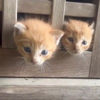 『祠の中に捨てられていた子猫』たちが保護された結果、3匹の現在は……「ずっと涙がでた」「本当に素晴らしい」と感動の記録が37万再生の反響