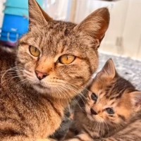 『病魔に侵された母猫』が子猫と過ごした日々…限られた時間の中で見せた『愛情溢れる姿』に「涙で読めなくなった」「強さに感動」と108万再生