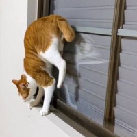 窓枠の狭い隙間でUターンしようとした猫が…まさかの『大技を決める姿』に驚きが隠せないと957万再生「スゴすぎ」「天才」と絶賛の声