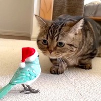 鳥を観察するのが好きな２匹の猫→“歌う鳥のおもちゃ”をあげてみた結果…『可愛すぎる反応』が115万再生「同じ反応なの草」「賢いなあ」