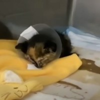 交通事故に遭ったひん死の子猫を保護→リハビリを続けた結果…想像もできなかったほどの"変化"に号泣する人続出「感動の涙」「優しい世界」