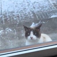 『－10℃の極寒』毎日来ていた猫が急に現れなくなって7日後…まさかの光景に涙が止まらないと124万再生「号泣」「泣けてきちゃったよ」