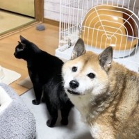 部屋で暴走する猫達→『部屋の異変』を見つけた柴犬が…まさかの『賢すぎる行動』に「訴える顔がわかりやすいｗ」「めちゃ見てた！」の声