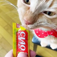"みんなに内緒で一匹だけ『猫のおやつ』をあげたら『別の視線』を感じて…まさかの展開に「爆笑したｗ」「可愛すぎるｗ」の声 2万再生突破 "