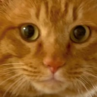 顔が大きすぎた元野良猫→動物病院に連れて行った結果……『思わぬ診断結果』と現在の姿に反響続々「本当にデカい」「迫力ある顔」