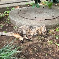 道端で行き倒れていた野良猫を看病した結果…想像を遥かに超えてきた『現在の姿』が67万再生「涙しながら思わず声がでた」「最高の出来事」