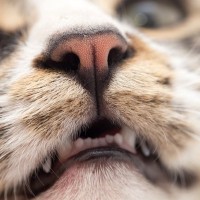 猫がやたらと『鼻をヒクヒク』させているのは大丈夫？考えられる4つの理由