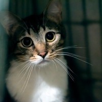 猫への『虐待』につながる飼い主のNG行為5選　実際に法律違反になる場合も