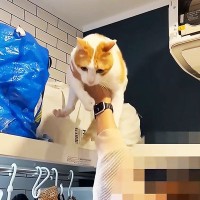 猫が『行方不明』になったと思ったら…予想外だった『とんでもない潜伏場所』に「イリュージョンで草」「笑った」と3万5000再生