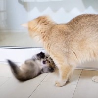 ママ猫がイタズラしている子猫を発見したら…愛情溢れる『親子の姿』に癒されると31万再生「涙が出るほど可愛い」「完璧なお母さん」の声