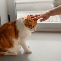 猫に嫌われる『ダメな撫で方』の特徴4選　せっかくのスキンシップが逆効果に？