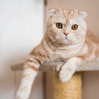 【2025年版ランキング】『人気の猫種』TOP5！今注目の愛され猫たち、気になる順位は？