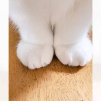 ネコの後ろ足の裏側をみてみると…まさかの『食べ物そっくりの模様』が可愛すぎると213万表示「いい感じの焦げ」「はふはふしたい」