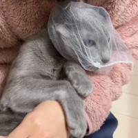 水切りネットを被せると『暴れずに猫の爪切りができる？』→試してみた結果…想像以上の文句が可愛すぎると882万表示「オコｗ」「大成功ｗ」