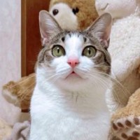 『誰ｗｗ』猫に自撮りをさせてみた結果…まさかすぎる『仕上がり』が66万表示の反響「免許証用だニャ」「人間が盛れないのは当然だった」