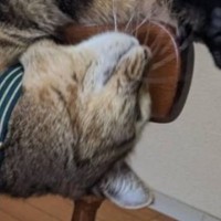 『独特すぎる伸び方』をする猫→まさかの格好が衝撃的だと2万9000いいねの反響「イニャバウアー」「ロックスターですか？」