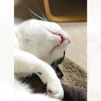 「電車の中で時々見る光景ｗ」猫が気持ちよく寝ているかと思った次の瞬間…まさかの反応が笑えると21万表示の反響「最高ｗ」と爆笑する人続出