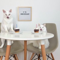 うちの子記念日４周年→猫たちを撮ったら…不採用になった『まさかの理由』が296万表示「超ホワイトな殺し屋」「同じ目つきで最高」の声