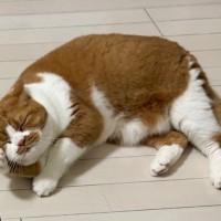 貰ってきたお土産に猫のものが含まれていたら…飼い主が初めてみた『まさかの表情』が186万表示「困ってはるｗｗ」「可愛すぎる」と話題