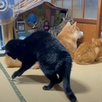 ご飯待ちしている犬猫の後ろで『１匹だけ様子がおかしい猫』→何してるのかと思ったら……「我が道をゆくｗ」「カッコいいねｗ」と爆笑の声