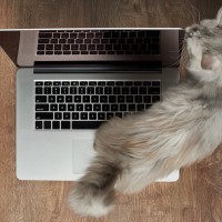 猫の『嘔吐・粗相』から厳重に守ったほうがいい場所3選　最悪事故につながる可能性も