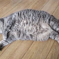 猫の『間違ったダイエット』は想像以上に危険！起こり得るトラブル4選