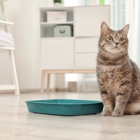 再発しやすい猫の『膀胱炎』痛みや血尿…代表的な症状や繰り返さないための予防法を解説